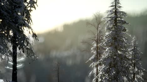 Splendid-Christmas-scene-in-the-mountain-forest.-Colorful-winter-sunrise